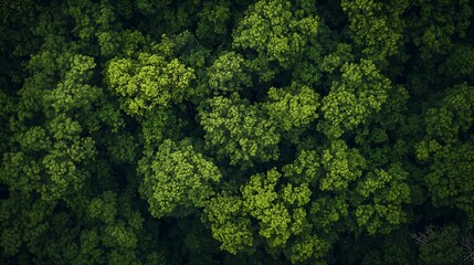 Naklejka premium Aerial View of Lush Green Forest Canopy Offering a Unique Perspective and Breathtaking Scenery : Generative AI