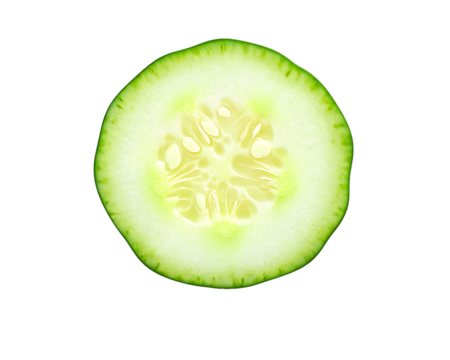 Cross Section of a Cucumber Isolated On A White Background, PNG Transparent