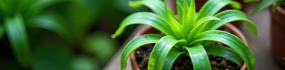 Obraz premium Aerial view of Chlorophytum comosum Spider Plant in a pot, container, foliage, air plant