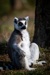 Ring-tailed lemur (Lemur catta) sitting on grass