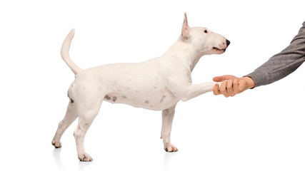 Cute purebred bullterrier dog, lovely pet gives pow to owner against white studio background. Concept of pet lovers, veterinary and grooming services for domestic animals.