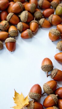 A group of acorns scattered across a white sheet of paper, with some falling off the edge, leaf litter, forest waste, paper scattered