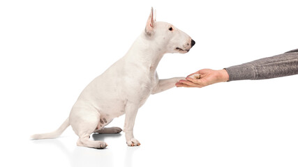 Cute purebred bullterrier dog, lovely pet gives pow to owner against white studio background....