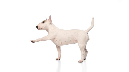 Charming pet, purebred, white with spots miniature English Bullterrier standing confidently against white studio background. Concept of veterinary and grooming services for domestic animals.
