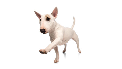 Cute and funny, purebred white miniature English Bullterrier looking at camera against white studio background. Wide angle. Concept of veterinary and grooming services for domestic animals.