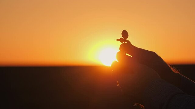 A close-up of hands gently holding a small sprout against a vibrant sunset background. The scene captures the beauty of nurturing life and the harmony between human care and nature.