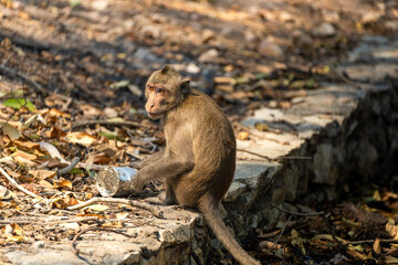 A monkey sitting on a stone pathway surrounded by fallen leaves
