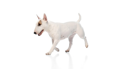 Dynamic portrait of cute little pet, funny English bullterrier running against white studio background. Happy muzzle. Concept of pet lovers, veterinary and grooming services for domestic animals.