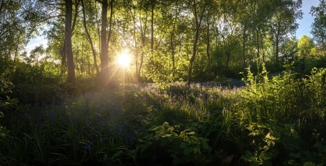 Fototapeta premium Serene Forest Landscape with Sunlight Filtering through Trees and vibrant Bluebell Flowers Blooming in a Tranquil Natural Setting during Golden Hour
