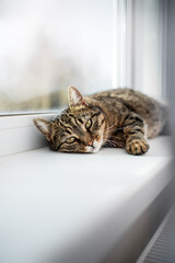 A tabby cat enjoys the sun's rays while lying on the window. Lazy morning pet