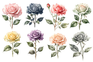 Fototapeta premium Clipart set of roses flowers, illustration in watercolor style isolated on transparent background. PNG, cutout.