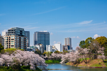 都会のオアシス、千鳥ヶ淵の桜の花