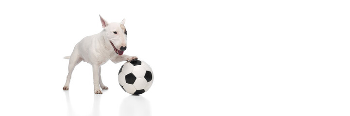 funny little pet, purebred miniature white Bullterrier playing with soccer ball against white studio background with negative space. Concept of pet lovers, veterinary and grooming services.