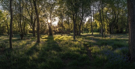 Fototapeta premium Tranquil Woodland Scene with Sunlight Filtering Through Trees Amidst a Lush Green Carpet of Grass and Bluebells in a Serene Natural Habitat