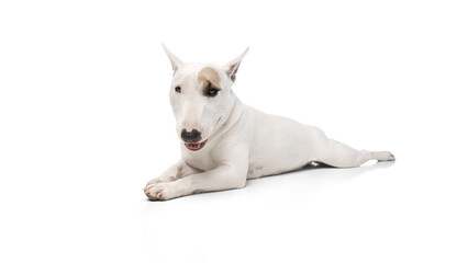 Funny little dog lying calmly and looking at camera against white studio background. wide angle view photo. Concept of pet lovers, veterinary and grooming services for domestic animals.