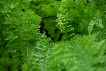 Obraz premium Closeup shining light green shoot in fern brush with growing water droplets on leaves after long heavy rain, natural morning