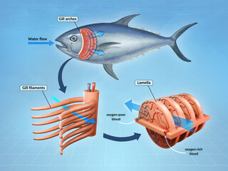 Fish respiratory system