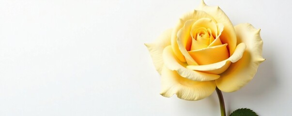 beautiful gold rose in full bloom on a crisp white background, refined, white, sophistication