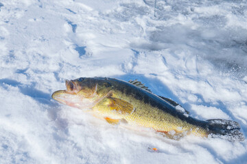 Ice fishing, copy space image, of fish on ice, winter activities and hobbies