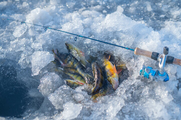 Ice fishing, copy space image, of fish on ice, winter activities and hobbies