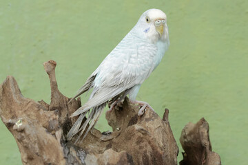 A parakeet is resting on a dry tree trunk. This beautifully colored bird has the scientific name Melopsittacus undulatus.