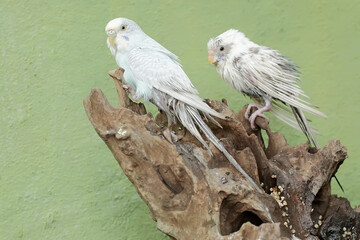 Two Australian parakeets are foraging on a rotting tree trunk. This hook-billed bird has the scientific name Nymphicus hollandicus.