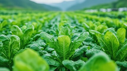 Explore the vibrant beauty of a flourishing organic vegetable garden, where biodiversity thrives and cash crops prosper through sustainable farming practices Witness the abundance of life in this