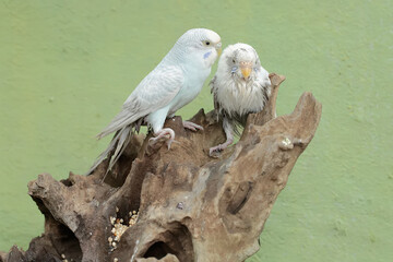 Two Australian parakeets are foraging on a rotting tree trunk. This hook-billed bird has the scientific name Nymphicus hollandicus.