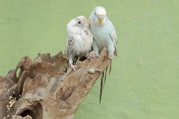 Two Australian parakeets are foraging on a rotting tree trunk. This hook-billed bird has the scientific name Nymphicus hollandicus.
