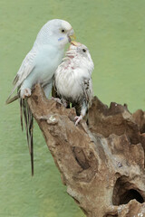 Two Australian parakeets are foraging on a rotting tree trunk. This hook-billed bird has the scientific name Nymphicus hollandicus.
