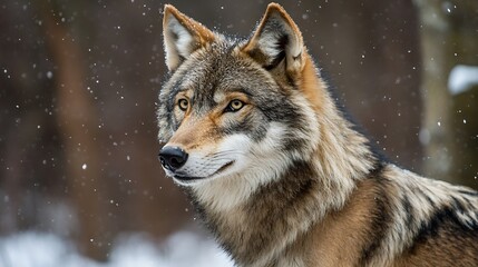 Fototapeta premium Majestic Wolf in Wintery Woodland Setting with Falling Snowflakes : Generative AI