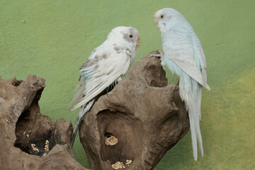 Two Australian parakeets are foraging on a rotting tree trunk. This hook-billed bird has the scientific name Nymphicus hollandicus.