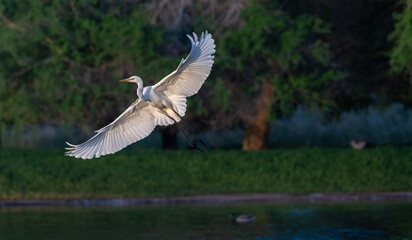 heron flying