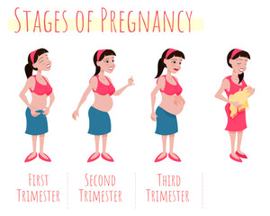 Stages of Pregnancy - development by Trimester