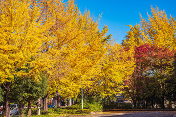 Beautifull Ginkgo trees in autumn at Utsunomiya Station East Park