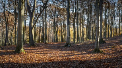 Fototapeta premium Picturesque Autumn Forest with Dense Bare Trees and Ground Covered in Leaves : Generative AI