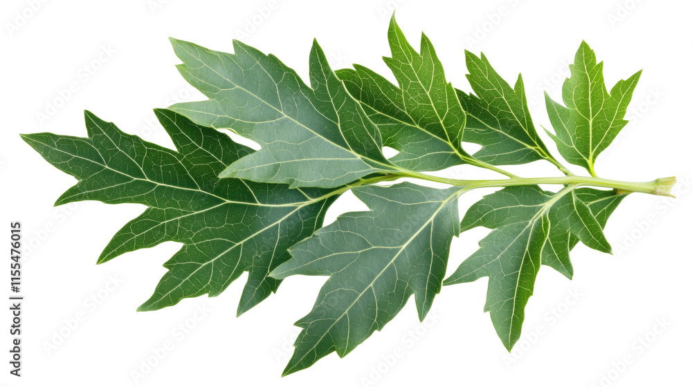 Poster fresh green leaves on a branch. isolated transparent background