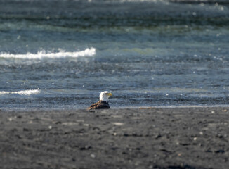 Adult bald eagle peeking up at the beach