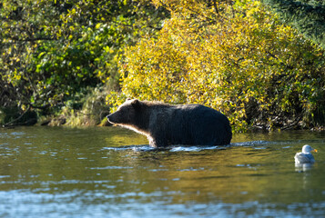 Backlit Kodiak bear wading in the river