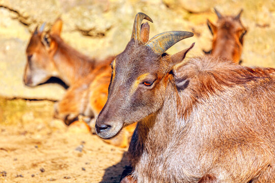 Himalayan tahr resting under sunlight, showcasing its thick brown fur, curved horns, and calm expression. Two more tahrs are blurred in the background, lying on the rocky terrain - Powered by Adobe