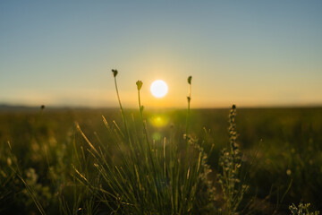 sunset on the meadowi n Mongollia