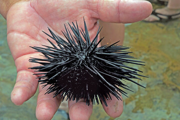 Echinometra lucunter, the rock boring urchin, is a species of sea urchin in the family...