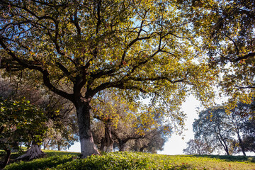 View of Oak Tree Background in Autumn. Bottom view of a big tree with green leaves in a garden.