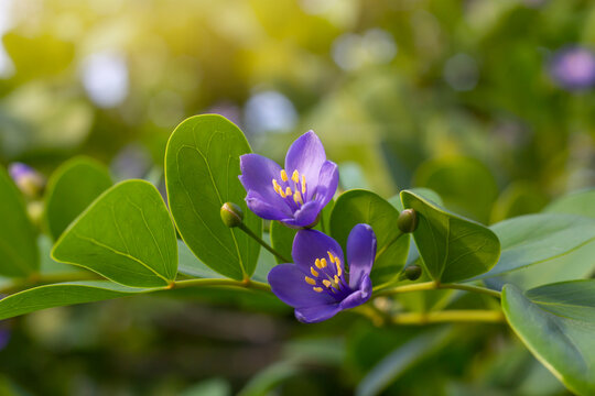 Purple flower of Lignum vitae, Guaiac wood, Roughbark lignum vitae or Guaiacum officinale type ten leaf blooming with sunlight in the garden. Is a Thai herb.