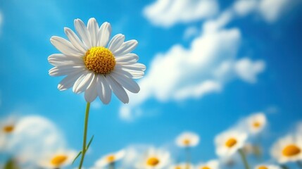Single daisy against a bright blue sky with other daisies in the foreground.
