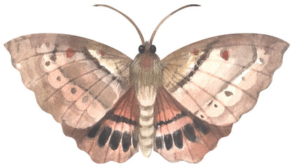 White-stemmed Gum Moth. Watercolor hand drawing painted illustration.