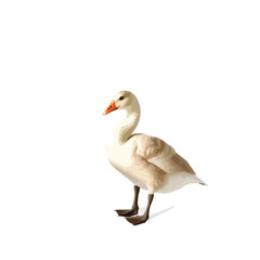 A goose isolated over transparent background