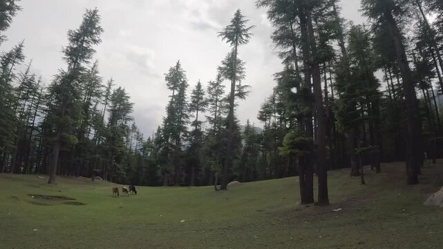 Cow mowing in Beautiful ushu forest jungle view in Sawat kalam Pakistan cloudy sky