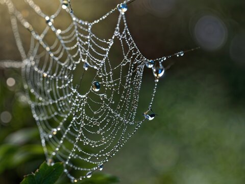 spider web with dew drops