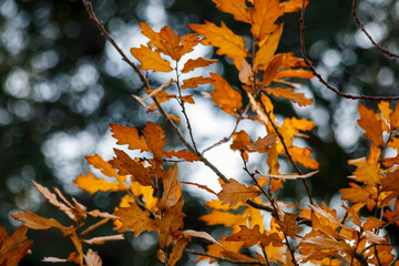 autumn leaves in the forest